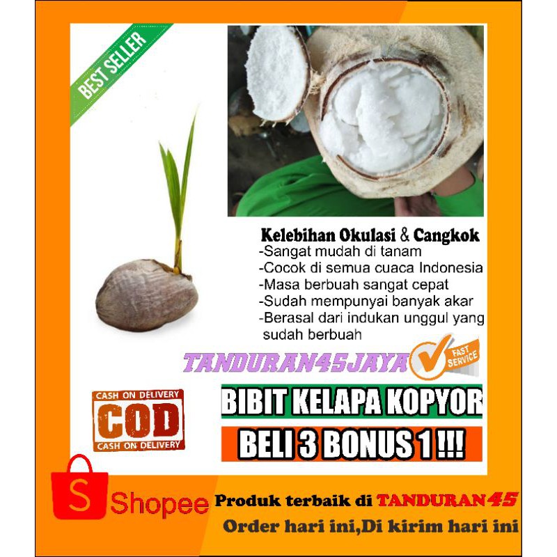 Bibit kelapa kopyor/kelapa kopyor/bibit kelapa kopyor genjah