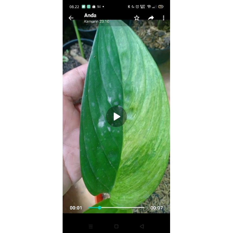 skindapsun varigata sp Kalimantan