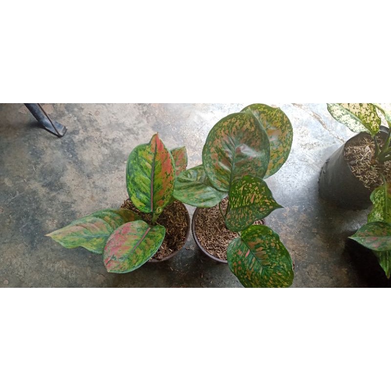 paket 2 aglaonema Heng Heng dan Ruby Ciangmay