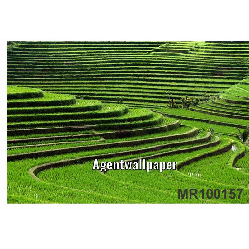 PHOTOWALL MURAL 3D WALLPAPER MURAL PEMANDANGAN SAWAH PEGUNUNGAN