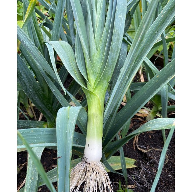 

Organik Premium Daun Bawang Prei / Bawang Pre / Leek 3 pak