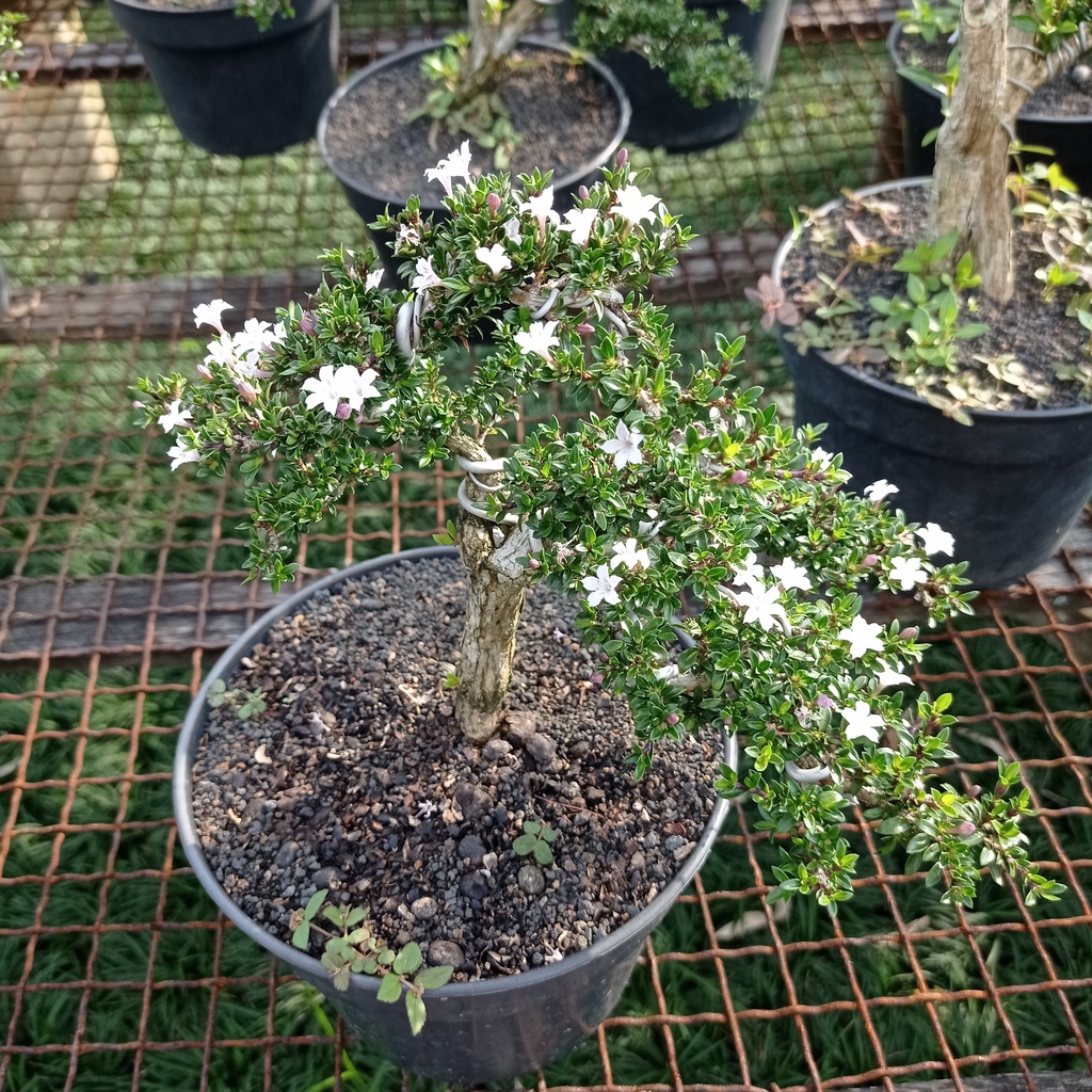 BONSAI HIAS UKURAN MEDIUM - Bonsai Sancang - Bonsai Serbin Mikro - Bonsai Serissa Variegata - Bonsai