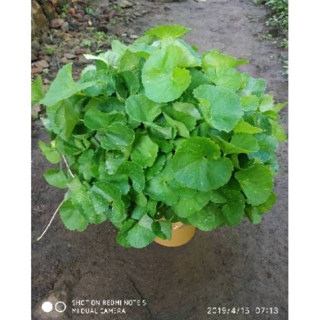

Daun pegagan segar