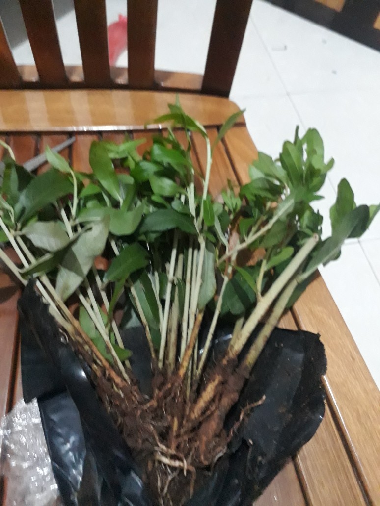 Pohon Lee Kwan Yew / Likuanyu Perbatang