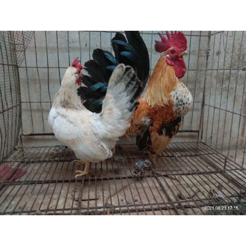 ayam kate sepasang