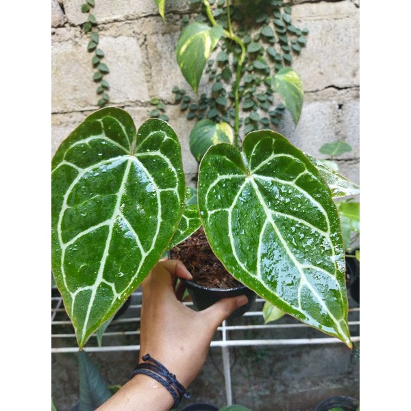 Kuping gajah clarinervium