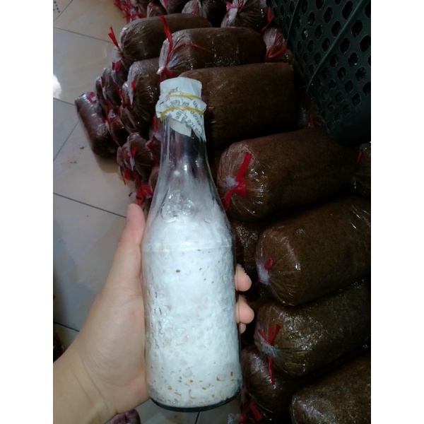 Bibit Jamur Tiram