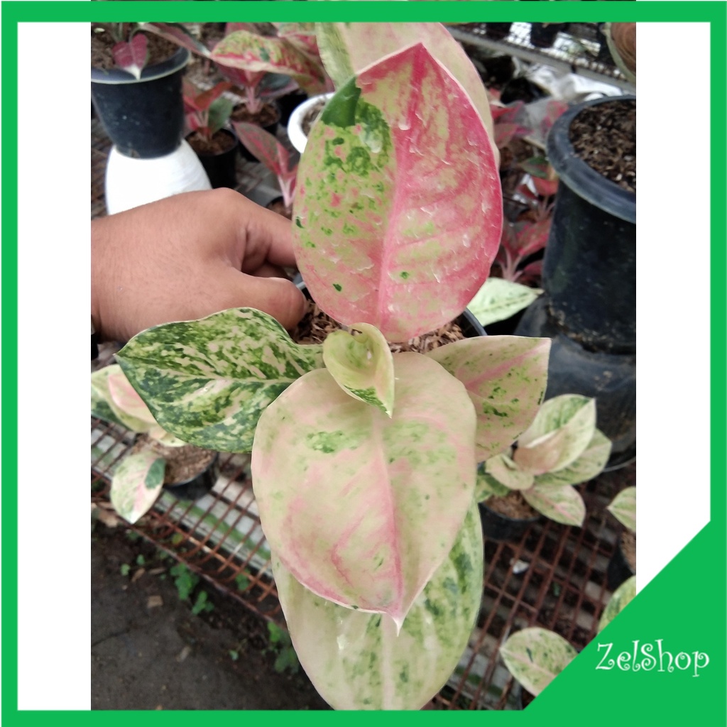 Aglonema Emerald Jumbo / Aglo Emerald