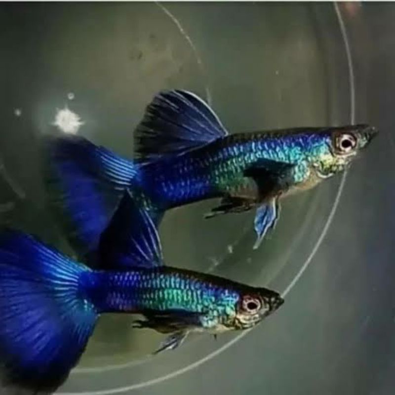 Guppy HB blue 2 pasang , Usia 3 bulan lebih, siap isi tank aquascape