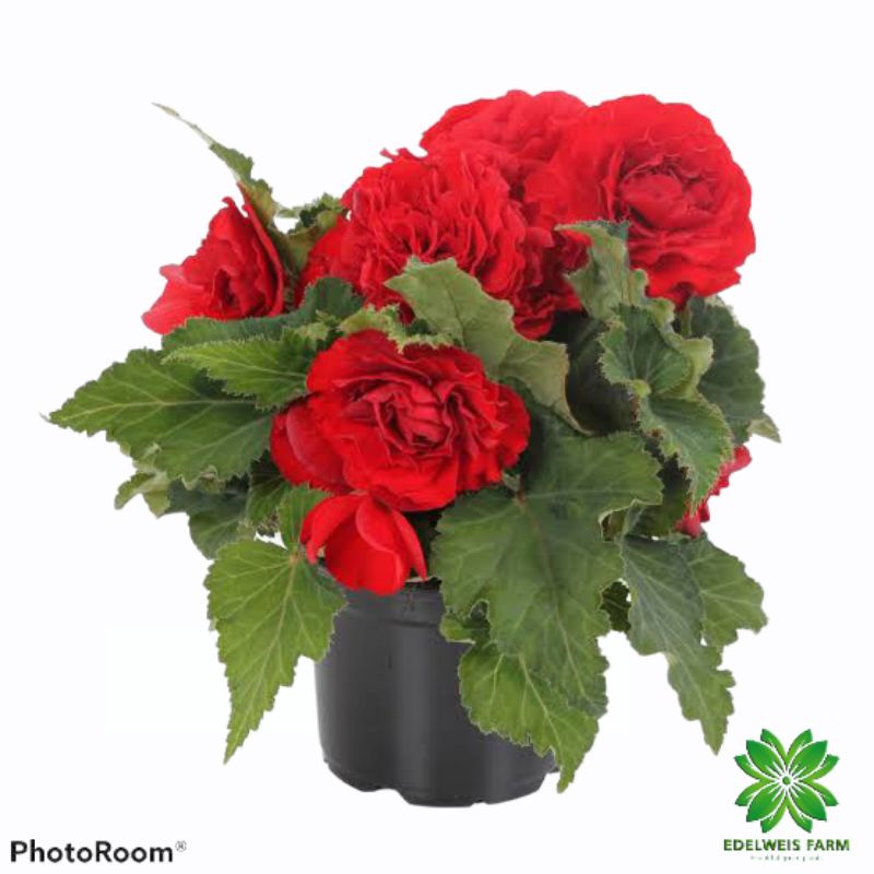 TANAMAN HIAS BUNGA BEGONIA MAWAR (merah)
