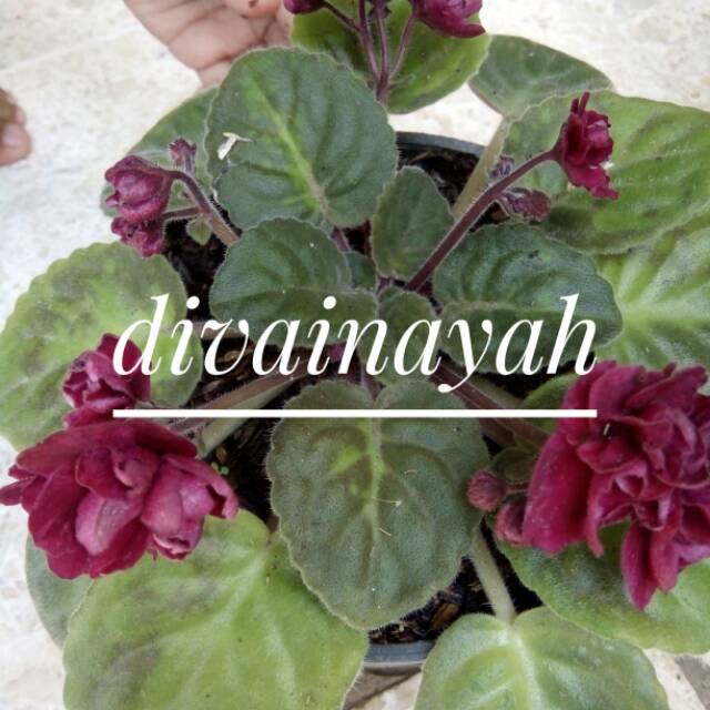 Tanaman hias violces merah