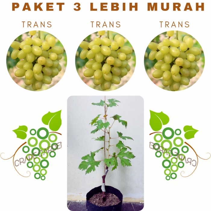 Paket 3 Bibit Anggur Transfiguration Import Grafting
