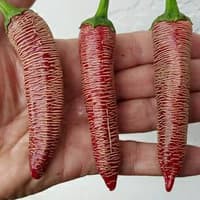 Benih Bibit Biji - Cabai Mini Vezena Piperka (Cabe Unik Asli Macedonia) Pepper Seeds