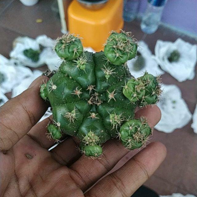 Kaktus Dan Sekulen ( Minimal 30 Packs )