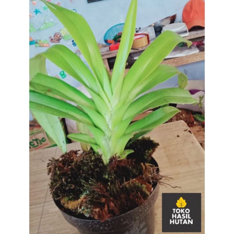 anggrek hutan langka