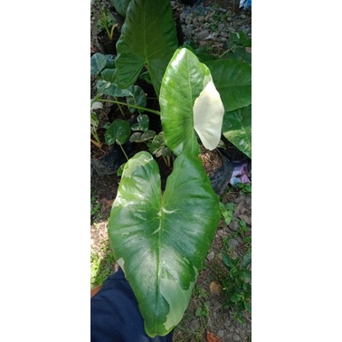 Alocasia Macrorrhiza Variegata (Sente Variegata)