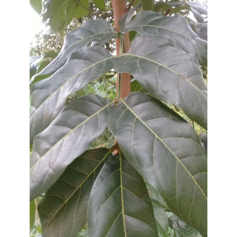 

Promo daun mahoni segar baru petik 500gram