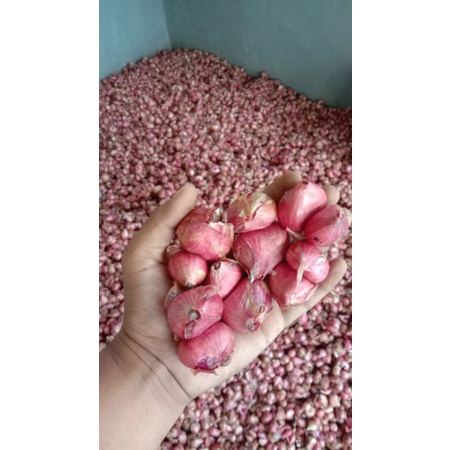 

Bawang Merah Songan Jumbo