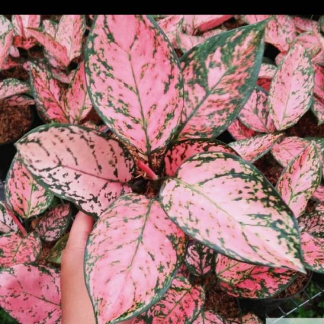 Tanaman hias Aglonema valentine - valentine aglonema