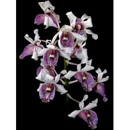 Dendrobium Nindii