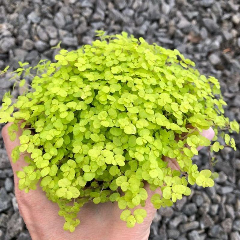 Sukulen Baby tears / Sukulen Gantung / Tanaman Hias