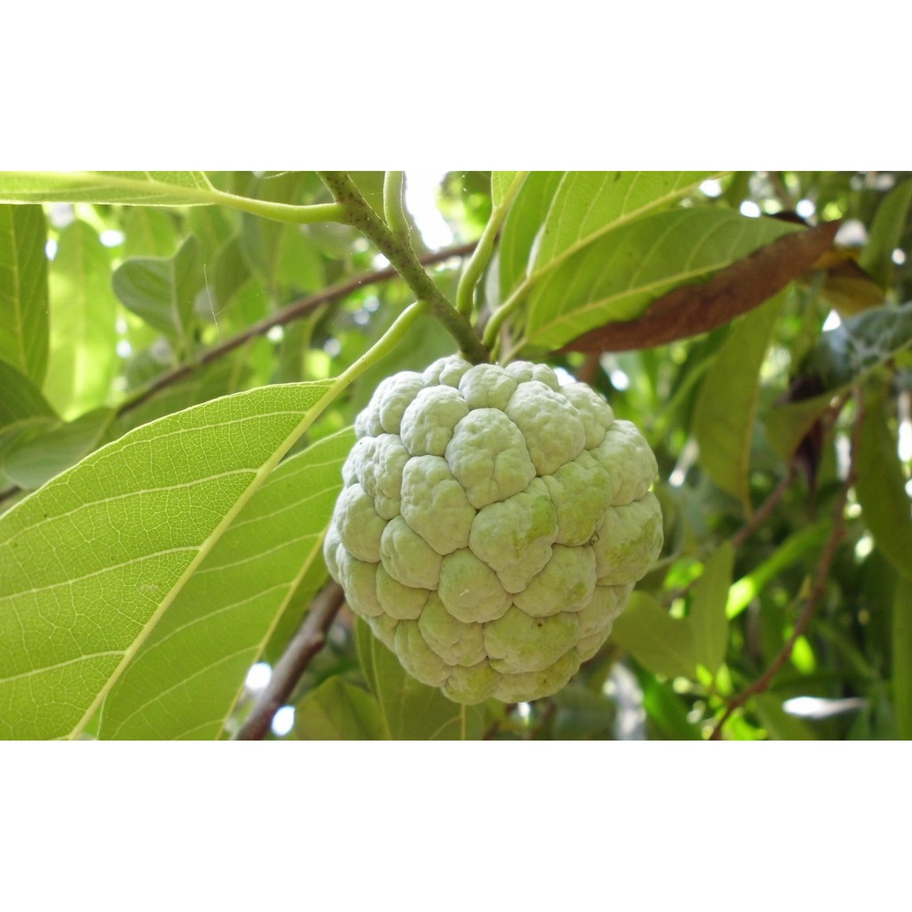 

Daun srikaya sayuran herbal