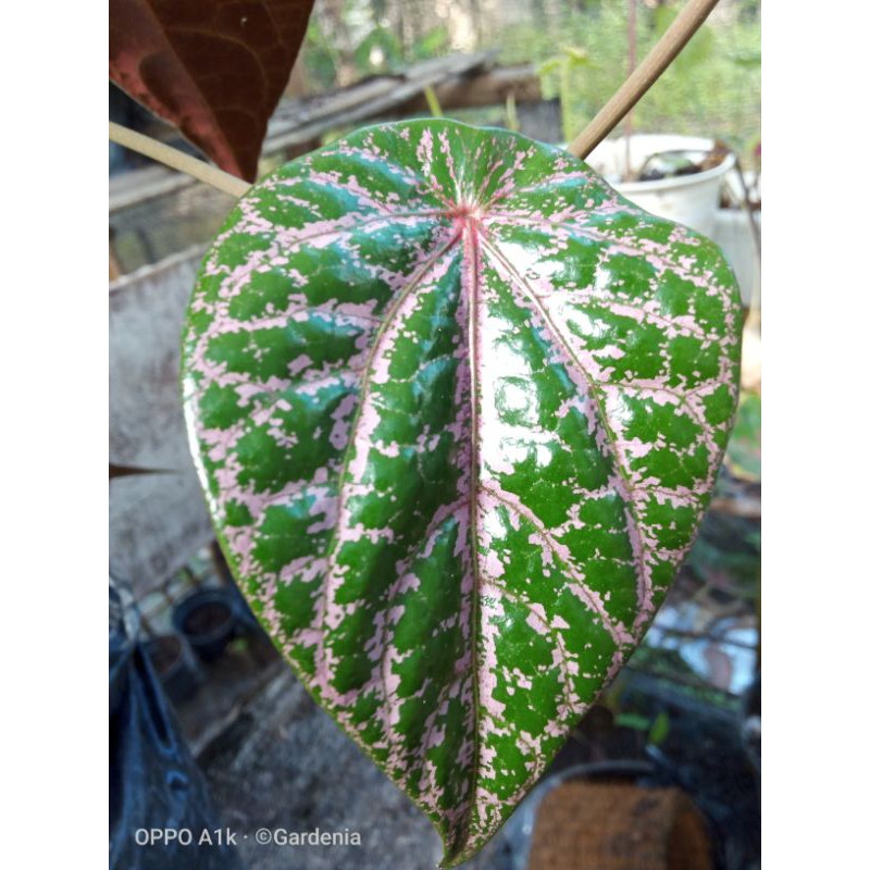 SIRIH WULUNG/ SURUH WULUNG