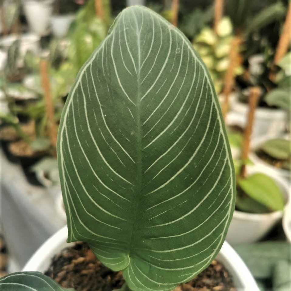 Tanaman Hias Schismatoglottis Chevron