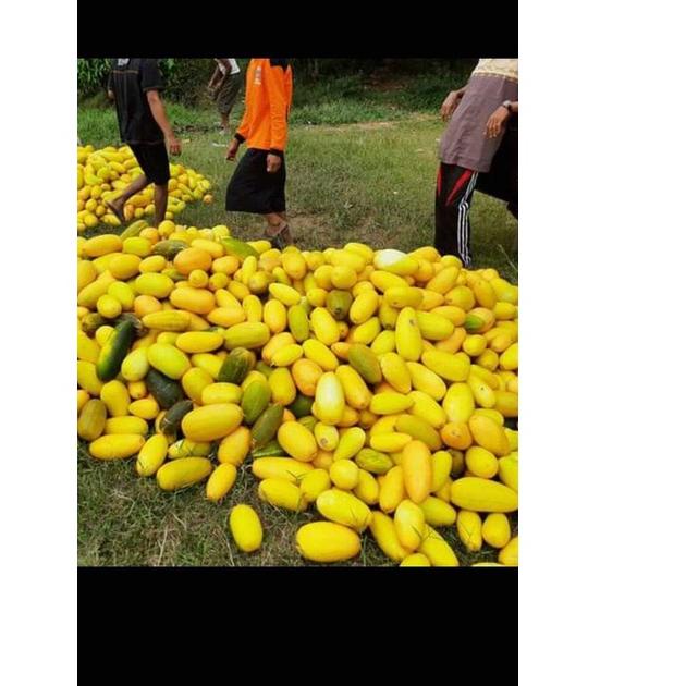 

(Terbaik) 60biji Benih Timun suri/Timun mas Mudah Tumbuh