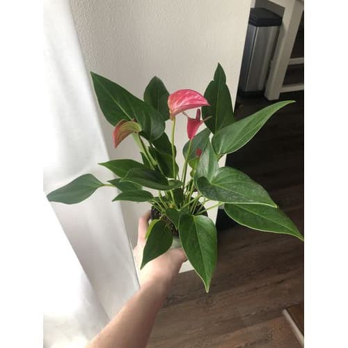 Tanaman Hias Bunga Anthurium Mini Pink (Anthurium andraeanum ) - bibit bunga anthurium mickey mouse 