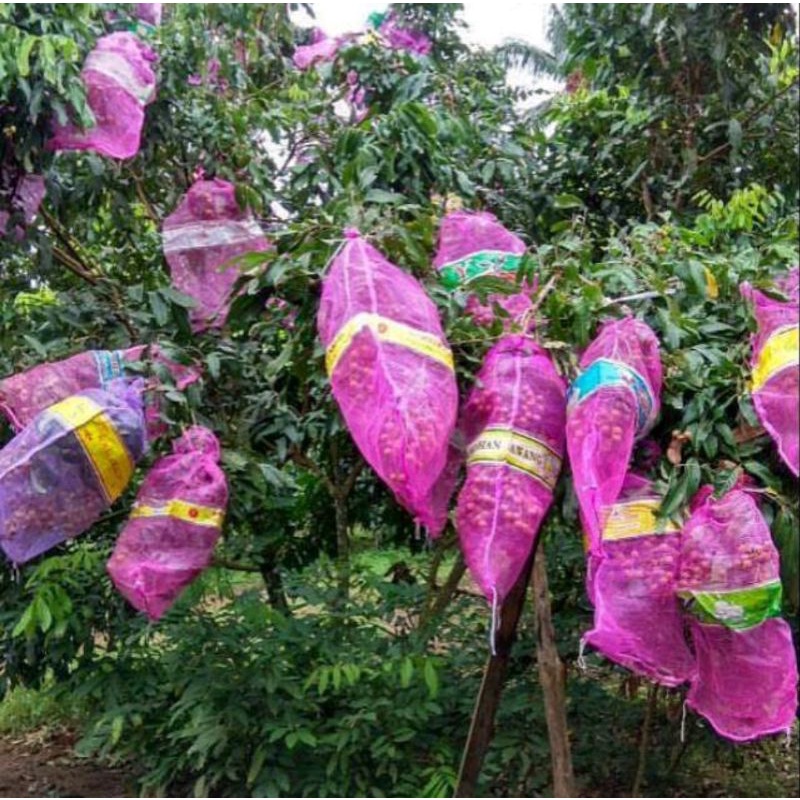 

sak karung bungkus brongsong klengkeng duku mangga rambutan nangka bawang brambang matoa durian cempedak jeruk apel jambu jahe laos nelayan ikan pancing karamba kelengkeng pisang anggur