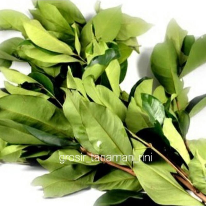 

PASAR ONLINE MURAH - DAUN SALAM 1 IKAT