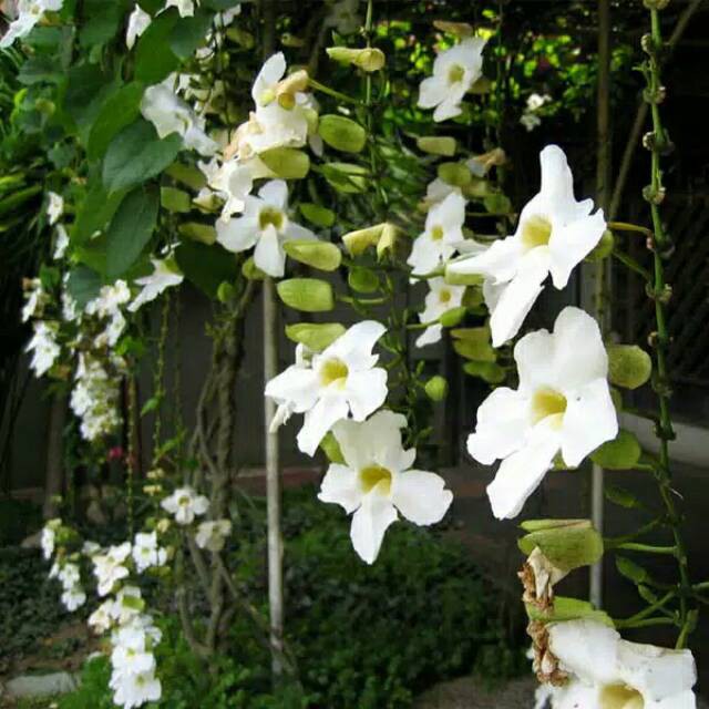 Bibit tanaman rambat bunga tumbergia bunga putih thumbergia merambat