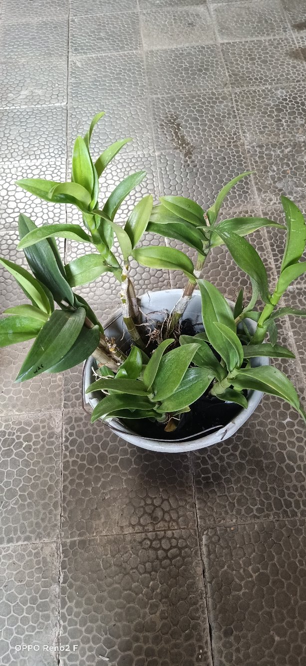 Anggrek Den White Diamon Star