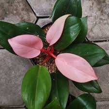 Tanaman Hias Philodendron Pink Congo Tanaman indoor