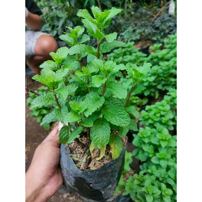 Bibit benih daun mint daun lebat
