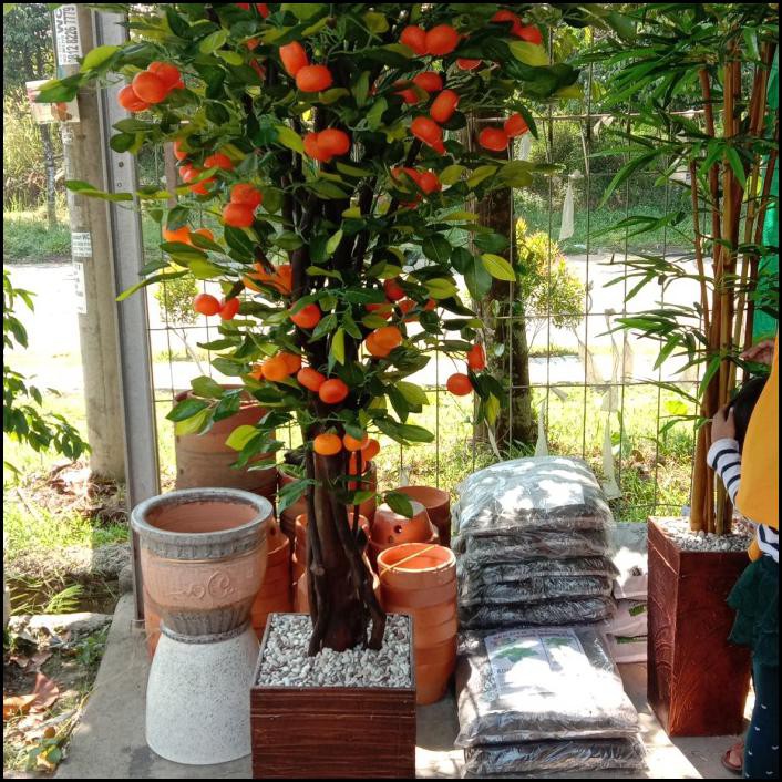 Pohon Jeruk Plastik, Pohon Artificial Tinggi 2 Meter