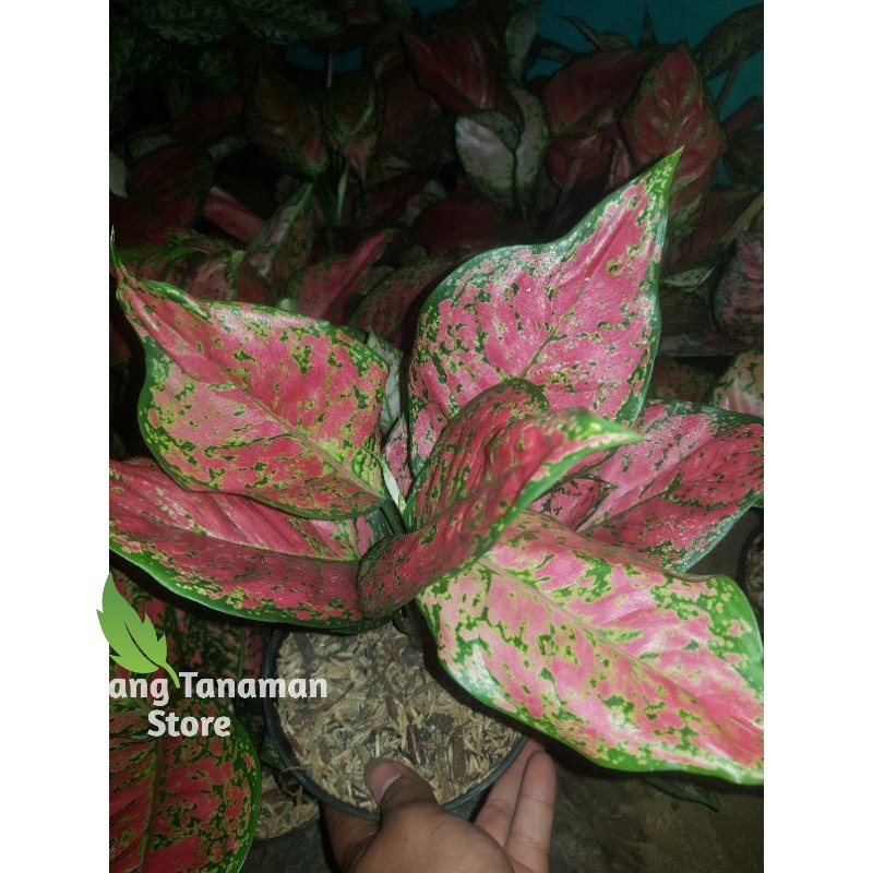 tanaman hias aglonema dud anjamani - red dud anjamani