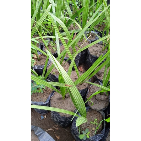 bibit buah Kurma Golden Valley super unggul