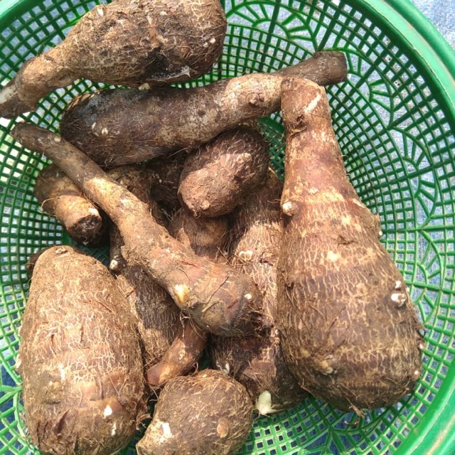 

Umbi talas 1 kg talalas pulen