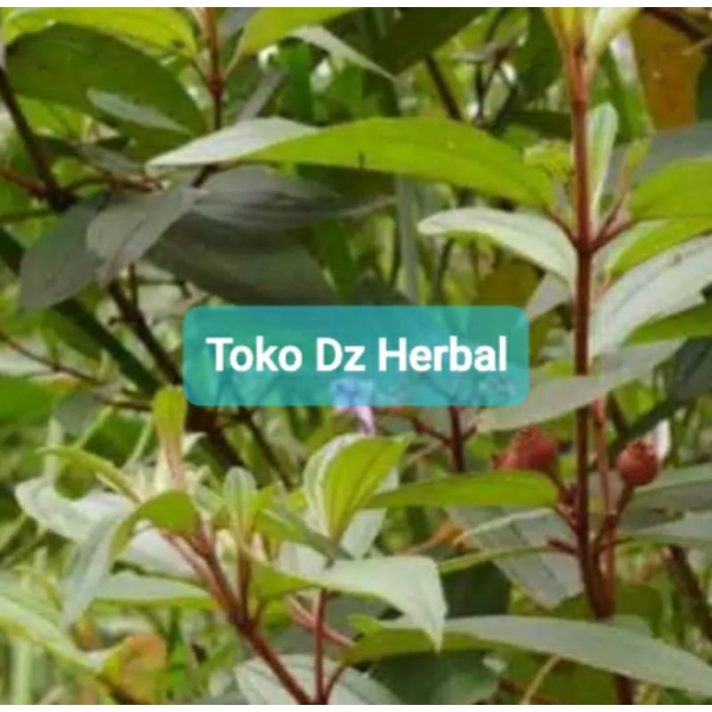 

Paket 500 gram daun senduduk atau senggani fresh petik langsung kirim-az