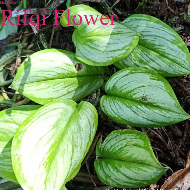 Tanaman Hidup Hosta Irena Lagan Forest Philo Silver Scindapsus Moonlight Varigata Rifqi Flower