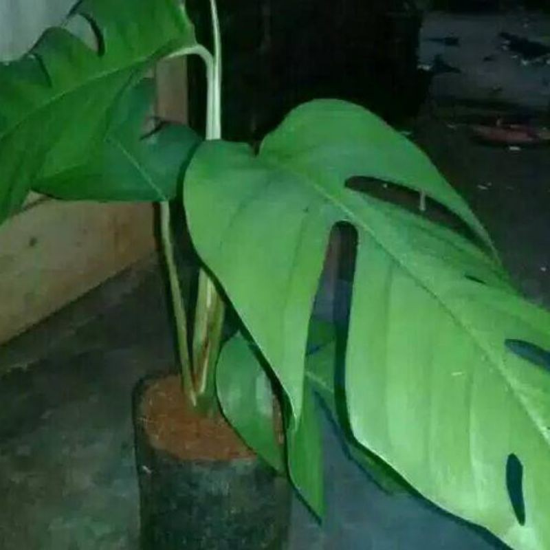 tanaman hias monstera ekor naga.bibit benih