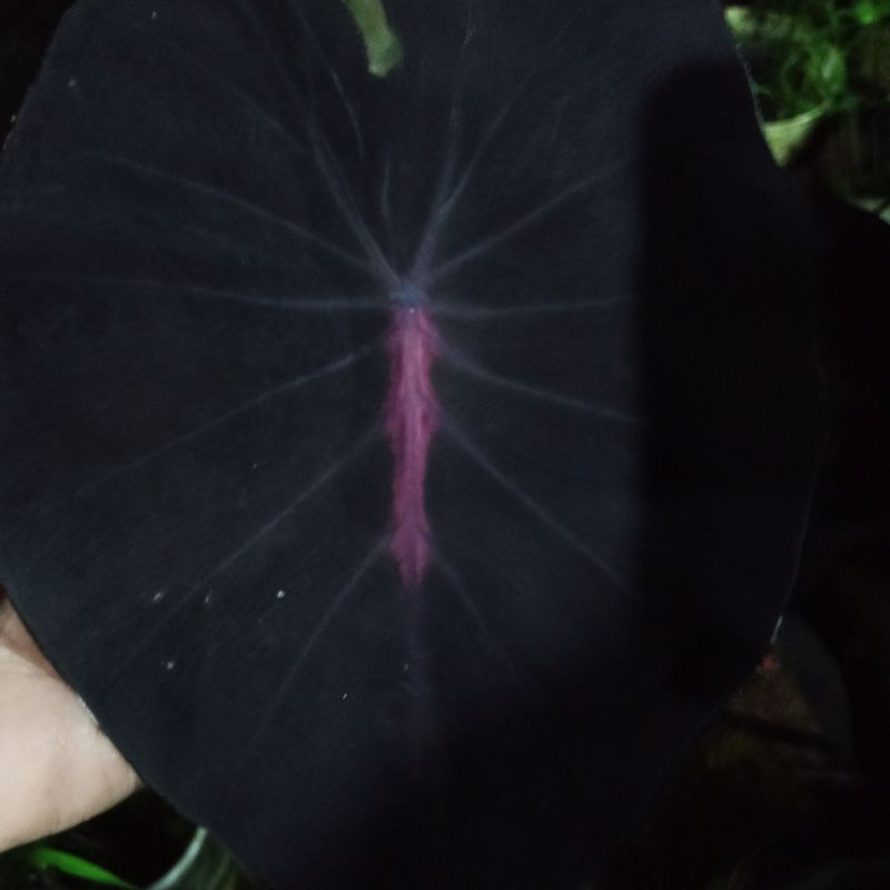 colocasia hybrid SBA series nirmala