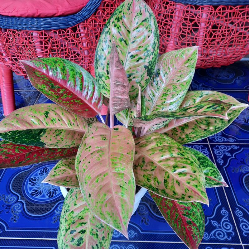 AGLONEMA BIGROY RUMPUN 3,4,5 & single