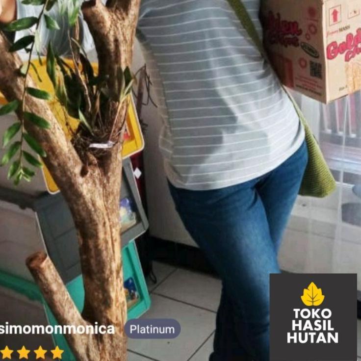 NEW PRODUCT  9.9 Batang Kopi Media Tanam Anggrek & Tanaman Lainnya | Toko Hasil Hutan [KODE 186]