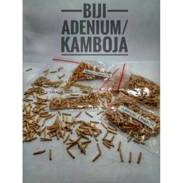 Biji adenium/kamboja jepang