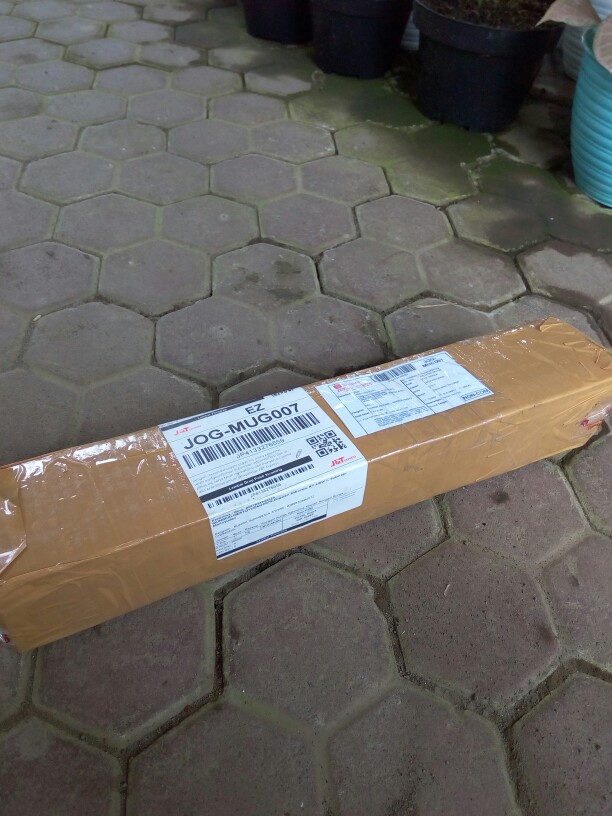 Bonggol Bunga Aglonema Golden Hope