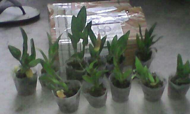 Anggrek Sedling Dendro Hybrid