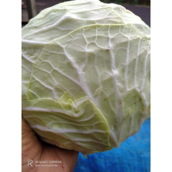 

Sayur Kol / Kubis 500 gram